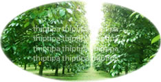 Mangosteen tree