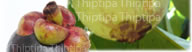 unripe mangosteen